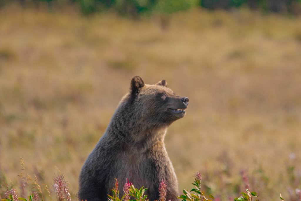 Grizzly bear foraging for berries in Glacier National Park, Montana.