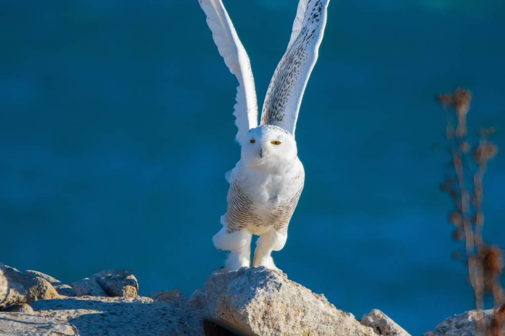 Snowy owl taking flight along the Toronto waterfront.