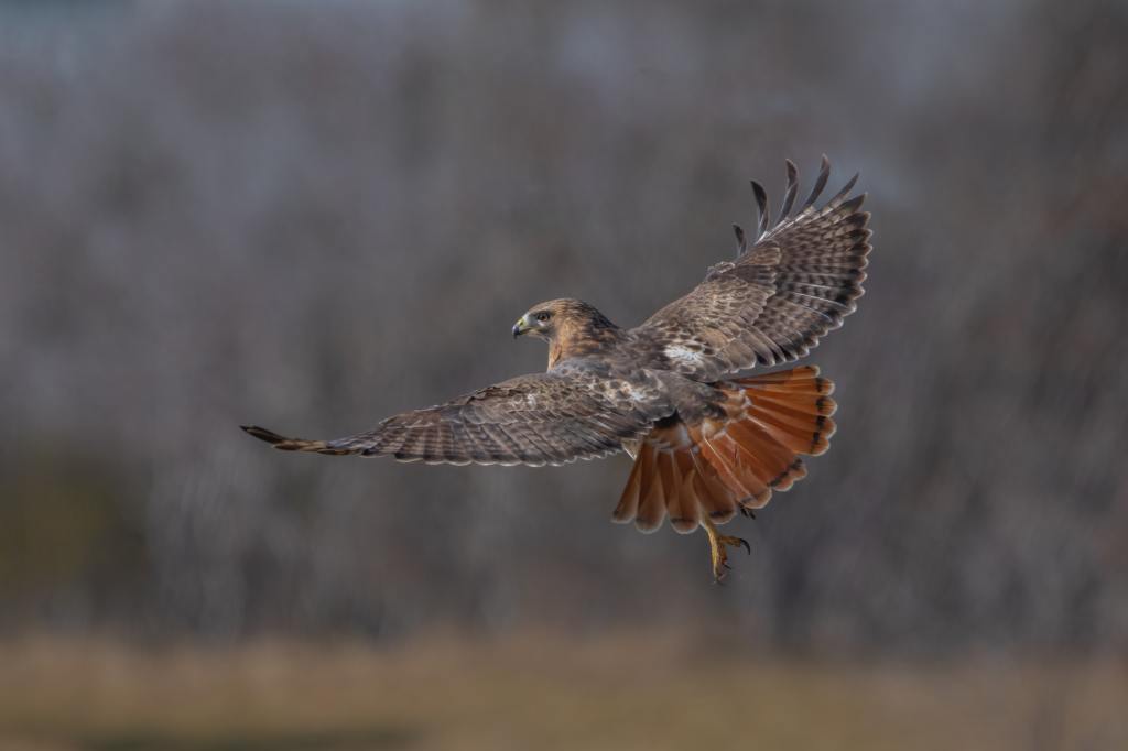 Red-tailed hawk taking flight in a Toronto park.