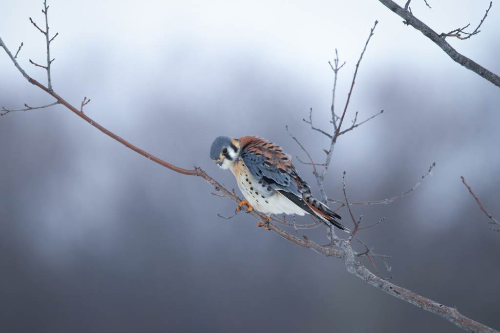 American kestrel perched on a tree branch, scanning for prey.